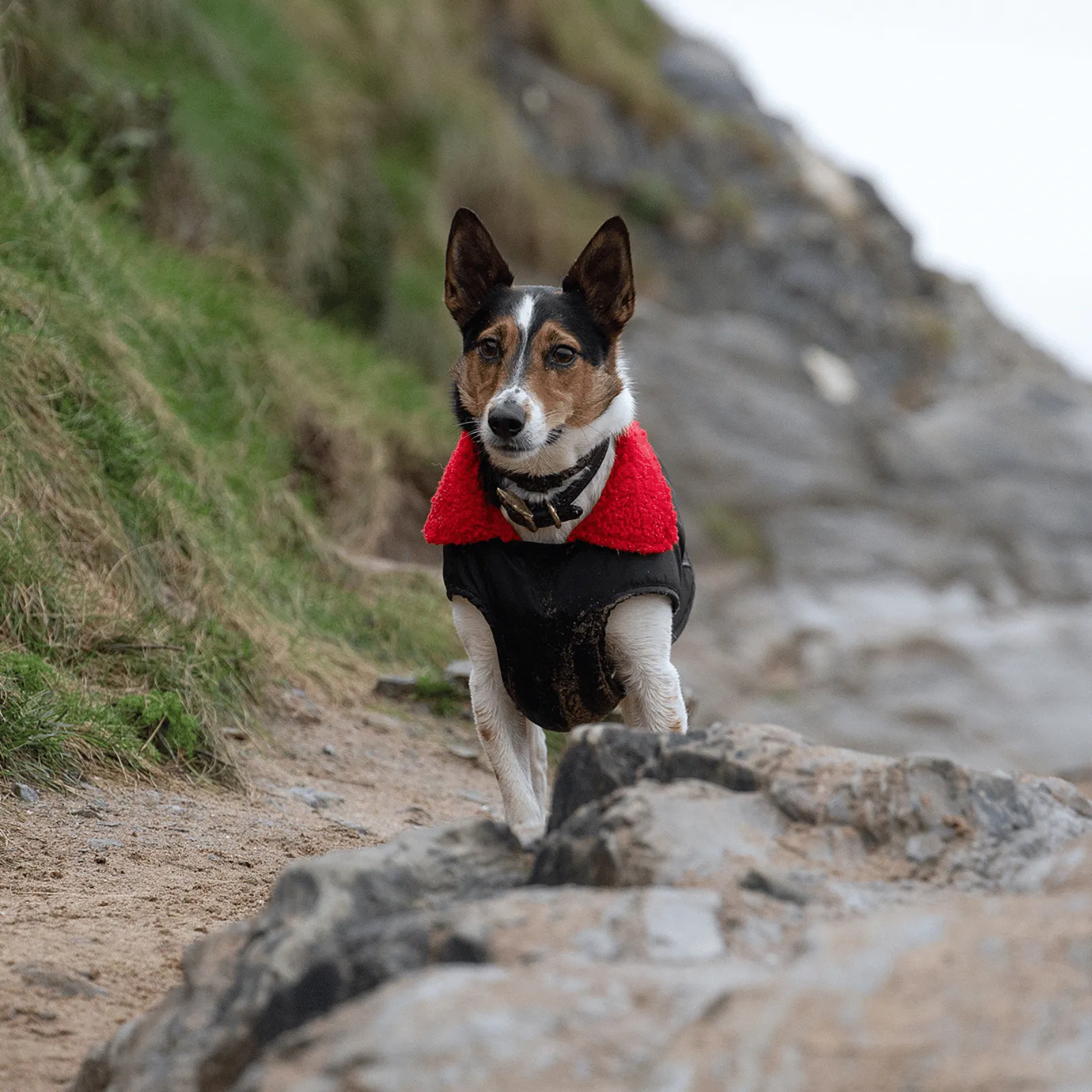 dryrobe Dog Robe Coat