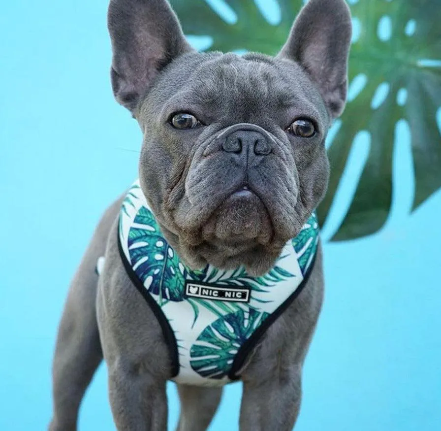 Small Dogs Harness - Tropical Color